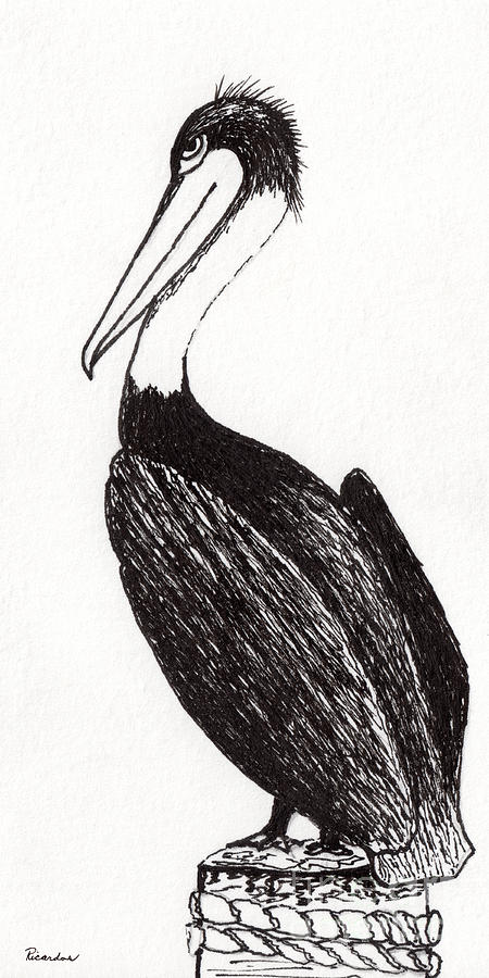 Pelican Paradise Portrait in Ink C2 Drawing by Ricardos Creations