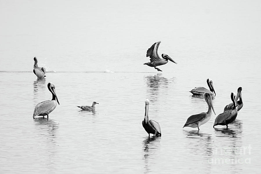 Pelican Party Photograph by Norma Warden