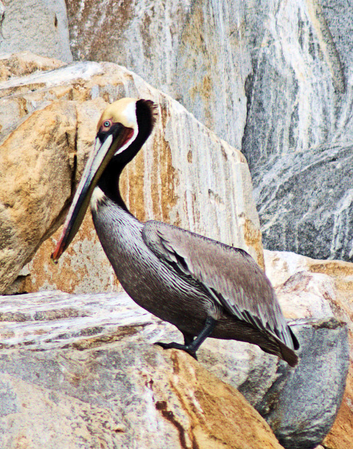 Pelican Photograph by Patricia Quandel