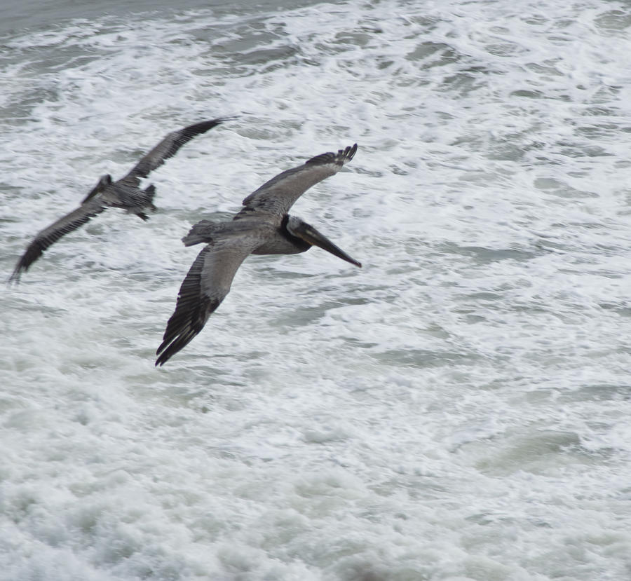 Pelican Patrol Photograph by Daniel Hebard
