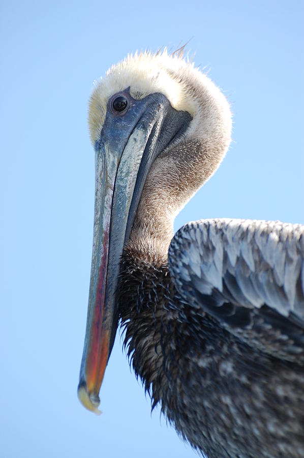 Pelican  Photograph by Patty Vicknair