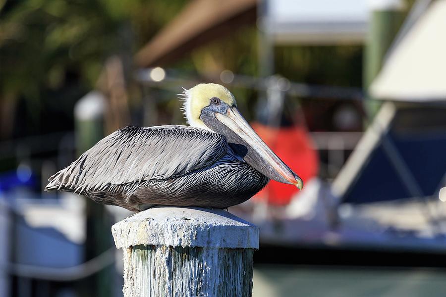 Pelican Photograph by Paul Schultz