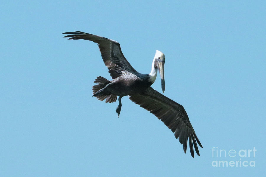 Pelican Photograph - Pelican Pause by Carol Groenen