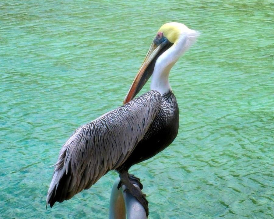 Pelican Perch Photograph by Betty Buller Whitehead