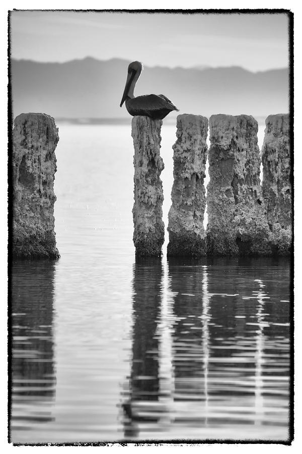 Pelican Perch II Photograph