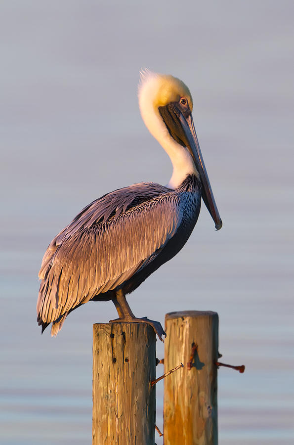 Pelican Photograph - Pelican Perch by Janet Fikar