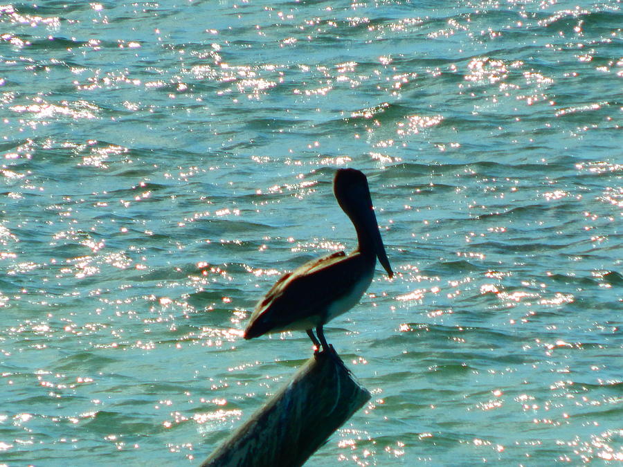 Pelican Perch Photograph by Virginia White