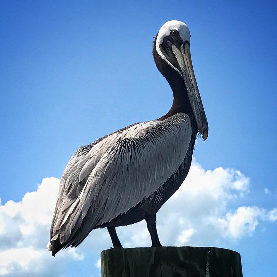 Pelican Perched On A Piling Photograph By Joe Legrand