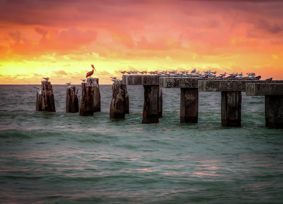 Pelican Photograph - Pelican Perched on Phosphate Tracks by R Scott Duncan