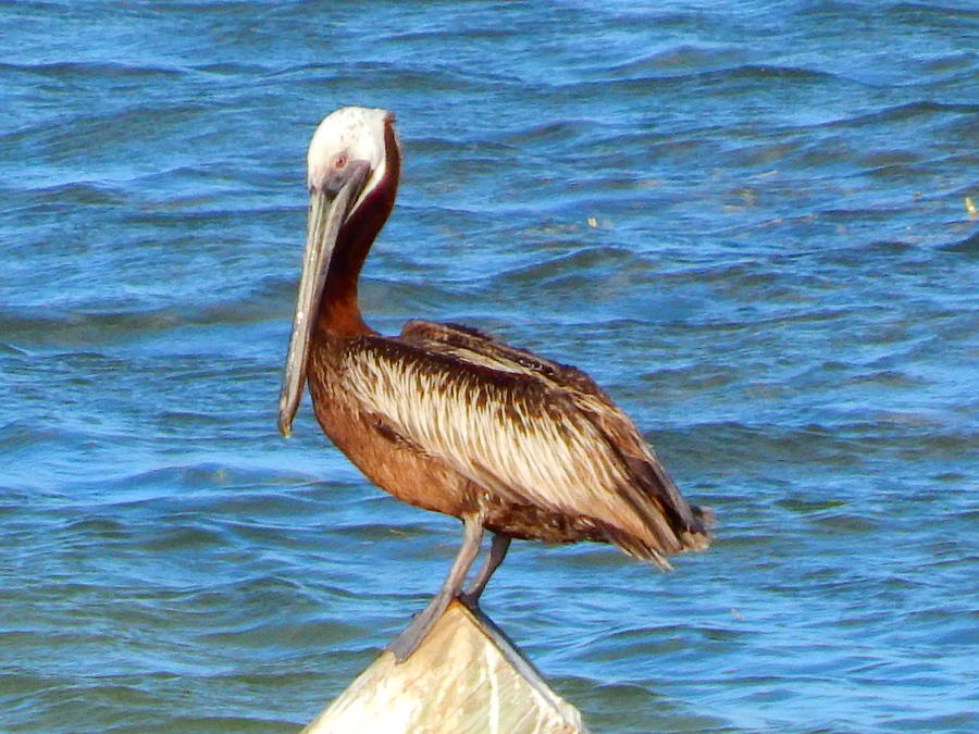 Pelican Perched Photograph by Virginia White