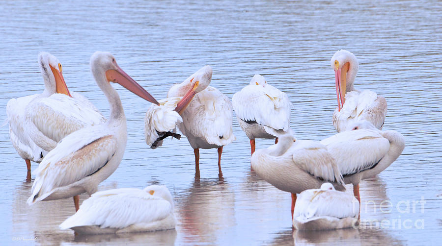 American White Pelican Persuasion Photograph by Debby Pueschel