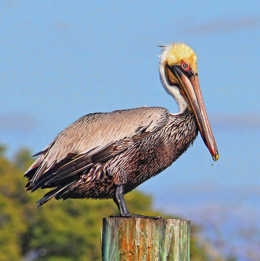Pelican Pete Photograph by HH Photography of Florida