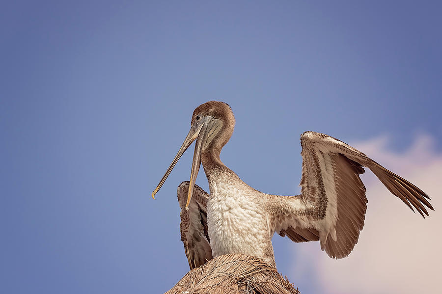 Pelican Photograph by Peter Lakomy