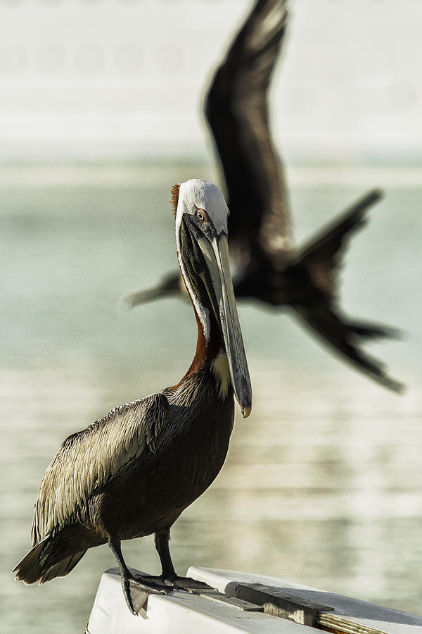 Pelican Photobombed by a Frigatebird Photograph by Belinda Greb