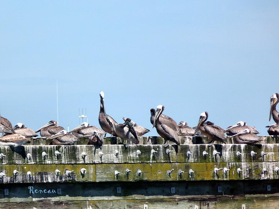 Pelican Pile-up Photograph by A L Sadie Reneau