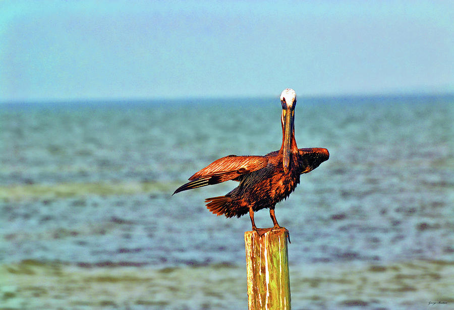 Pelican Pole Dancer 001 Photograph by George Bostian