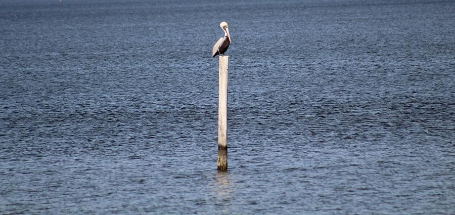 Pelican Photograph - Pelican Pole Sitting by Jennifer Hadden