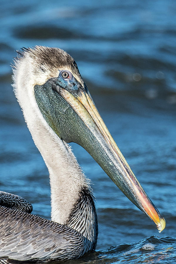 Pelican Portait Photograph by Paul Freidlund