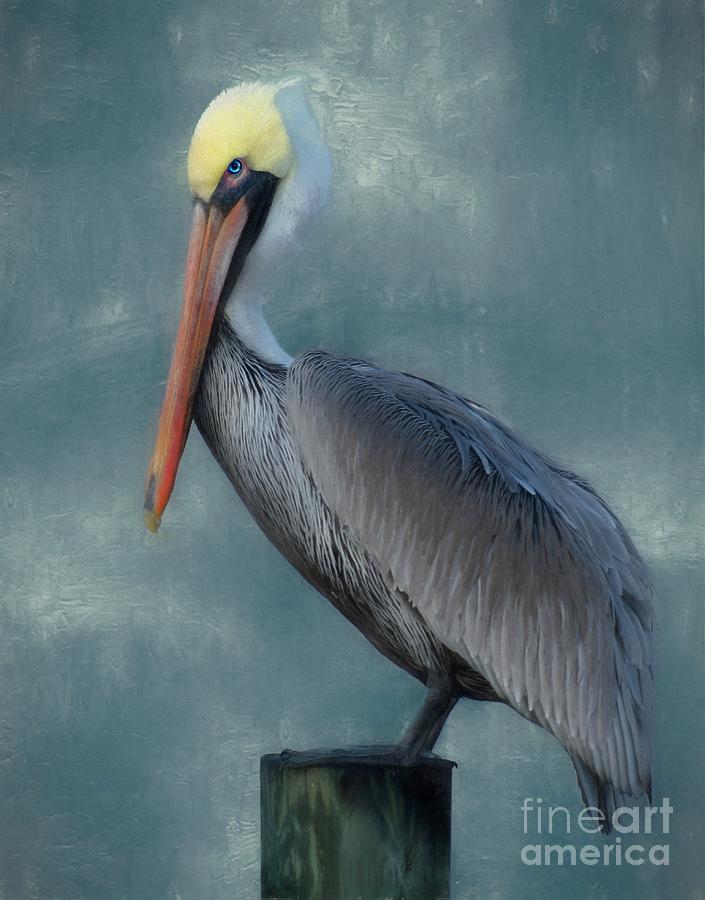 Pelican Portrait Photograph by Benanne Stiens