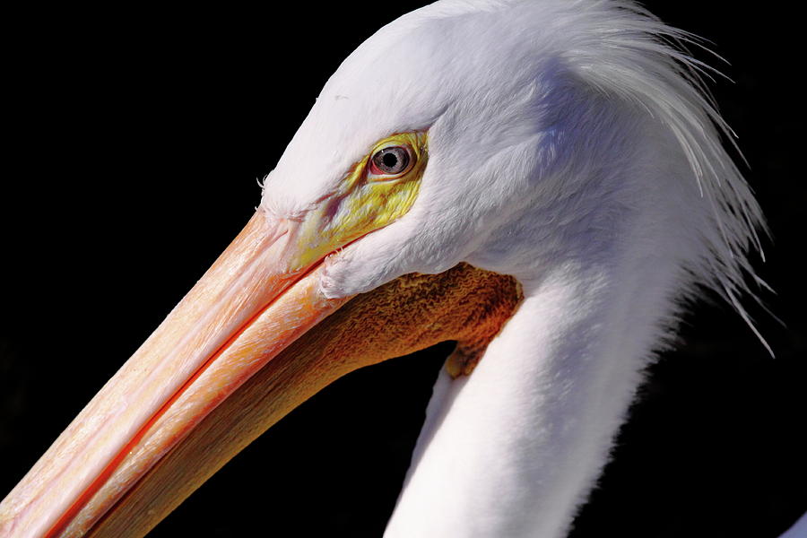 Pelican Portrait Photograph by Bruce J Robinson
