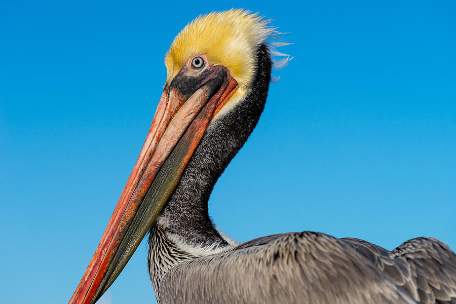 Pelican Portrait Photograph by Derek Dean