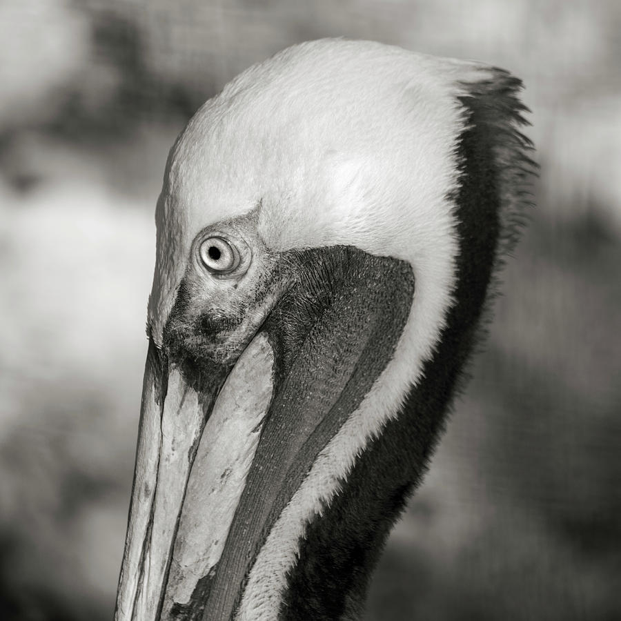 Up Movie Photograph - Pelican Portrait Florida Keys by Betsy Knapp