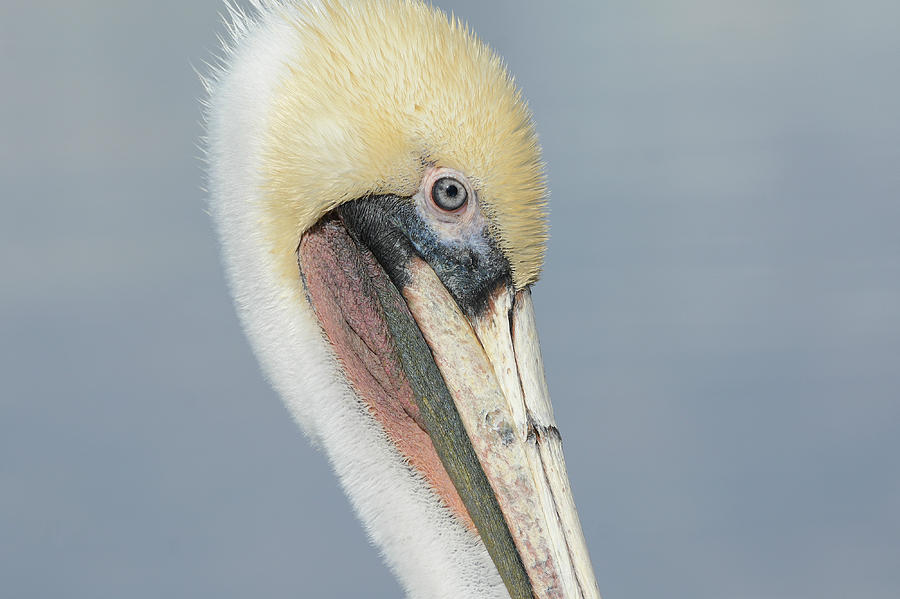Pelican Portrait Photograph by Fraida Gutovich