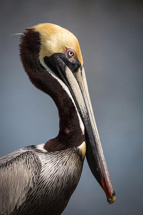 Pelican Photograph - Pelican Portrait by Fred Gramoso