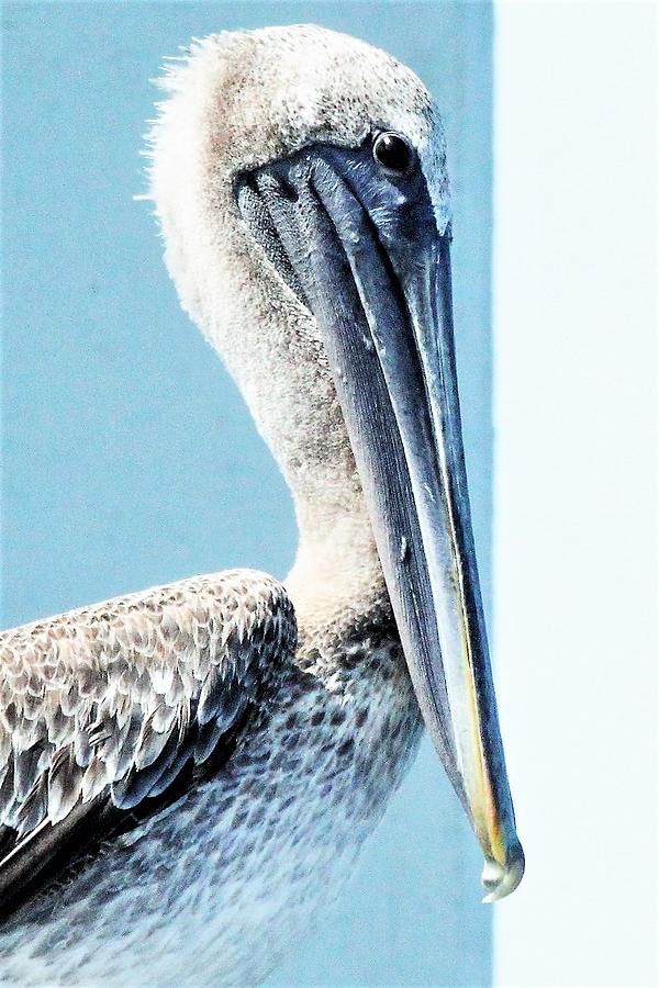 Pelican Portrait Photograph by Mary Ann Artz