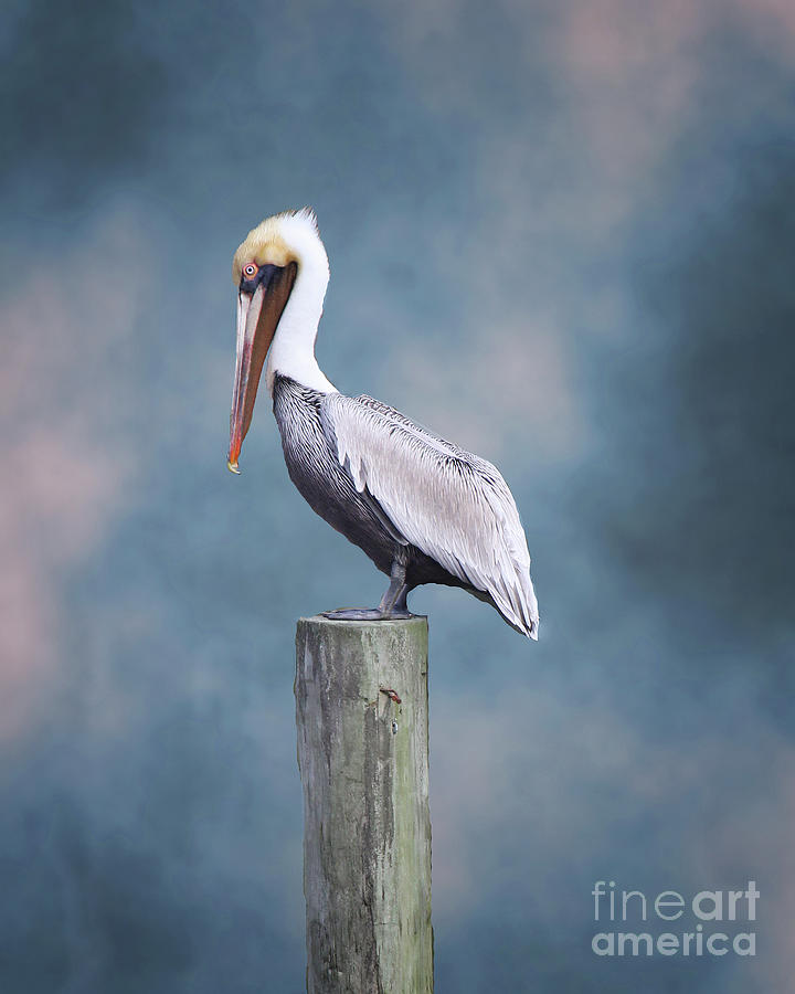 Pelican Portrait Photograph by Michelle Tinger