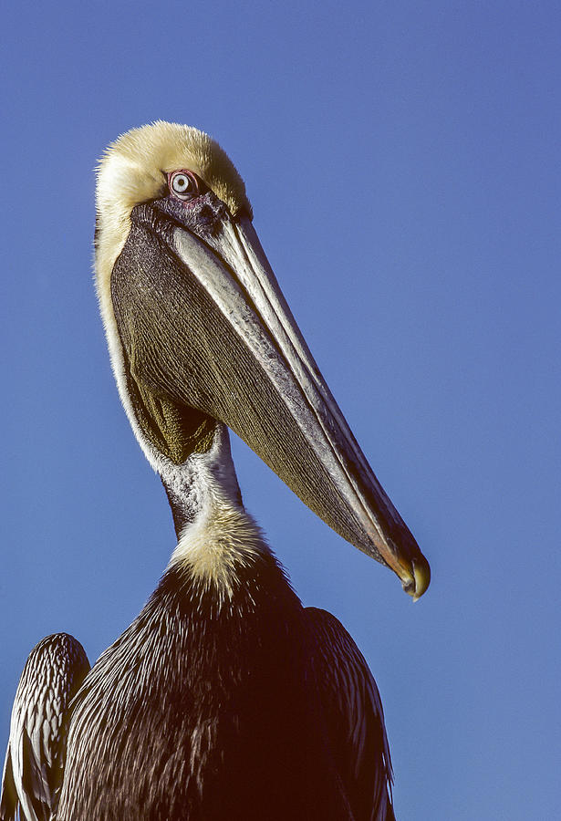 Pelican Portrait Photograph by Robert Potts