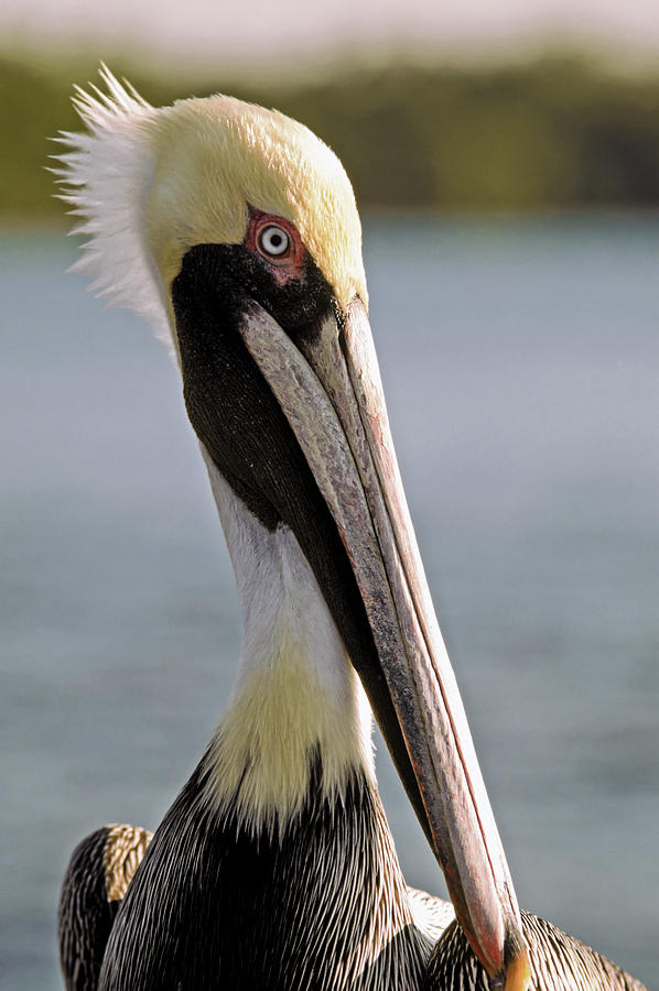 Pelican Portrait Photograph by Sally Weigand
