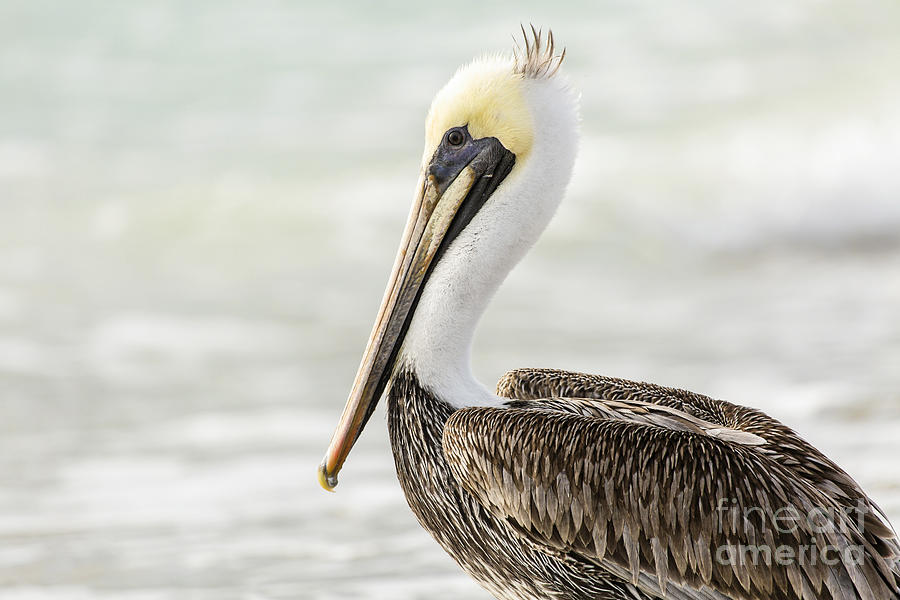 Pelican Pose Photograph by Karin Pinkham