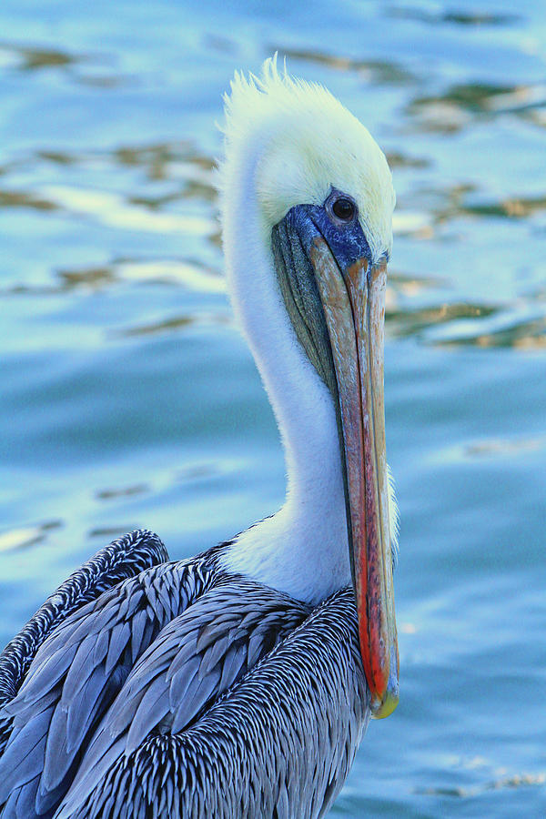 Pelican Pose Photograph by Shoal Hollingsworth