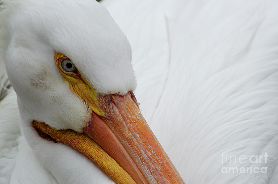 Pelican pose by Spade Photo Pelican pose by Spade Photo