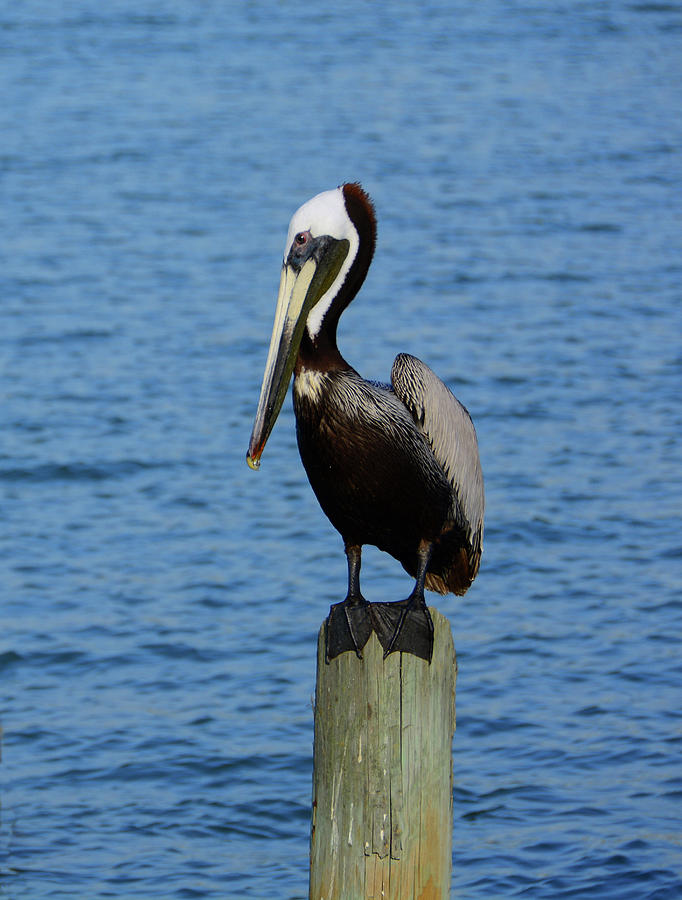 Pelican Poser Photograph by Ben Prepelka