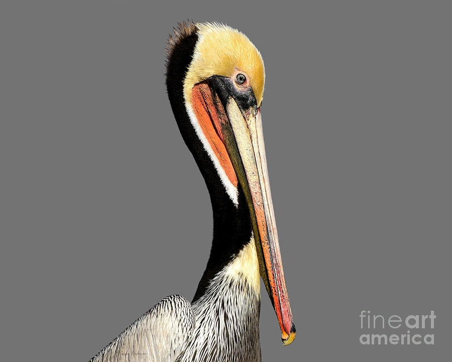 Pelican Photograph - Pelican Posing by Susan Wiedmann