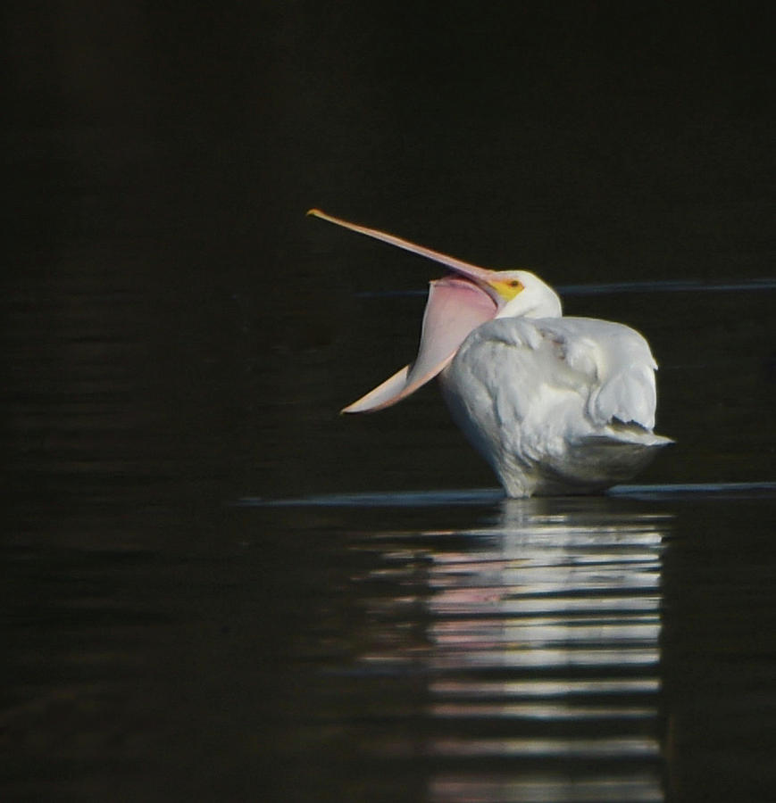 Pelican Photograph - Pelican Pouch Stretching by Dot Rambin