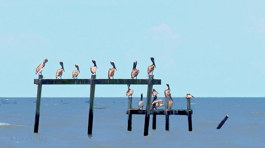 Pelican Pow Wow Photograph by Susan Vineyard