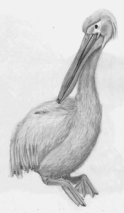 Pelican Drawing - Pelican by Praveen Akkivalli