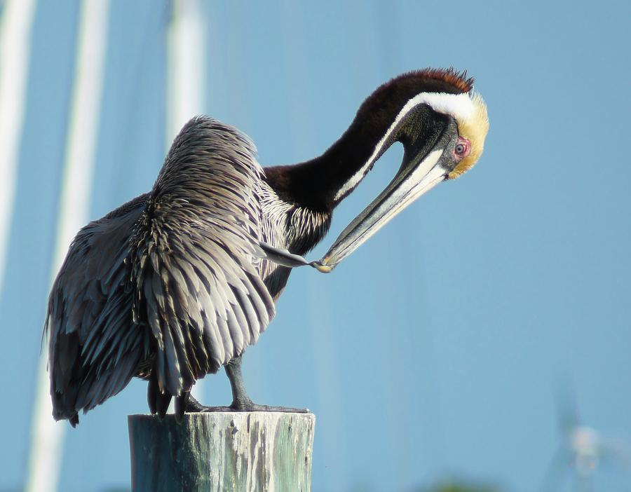 Pelican Photograph - Pelican Preen by Lynda Dawson-Youngclaus
