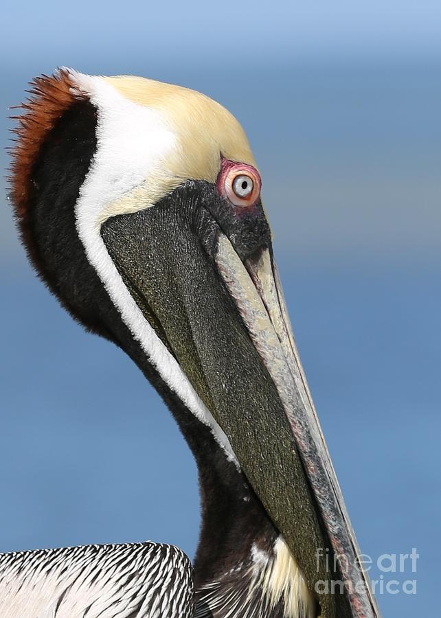 Pelican Profile 2 Photograph by Carol Groenen