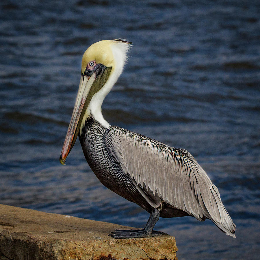 Pelican Profile 2 Photograph by Jean Noren