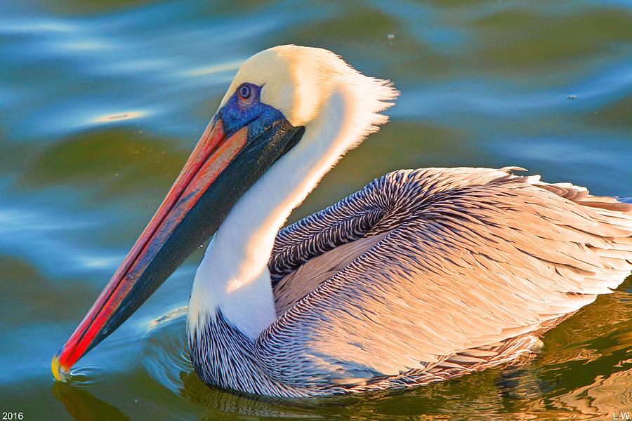 Pelican Profile 2 Photograph by Lisa Wooten