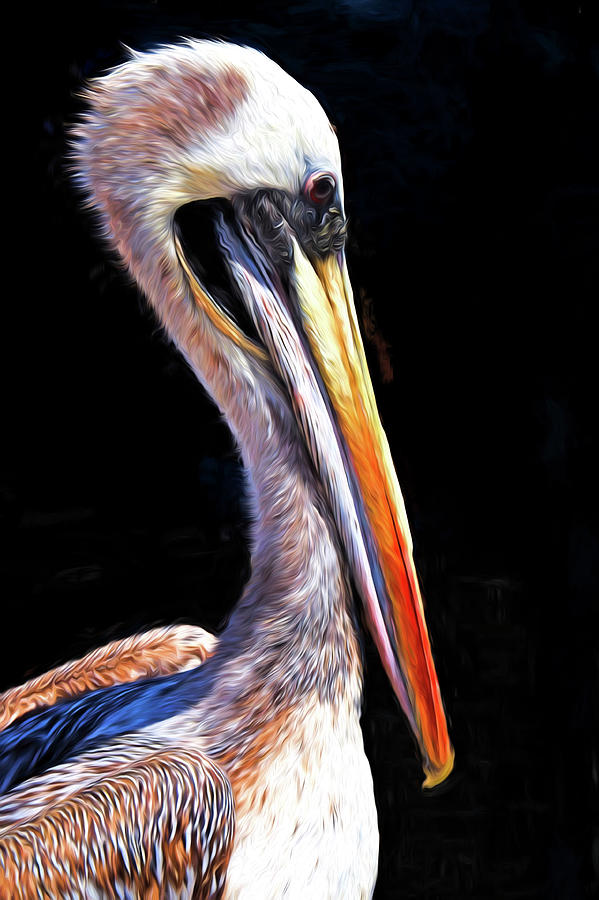 Pelican Profile Photograph by Dennis Cox Photo Explorer