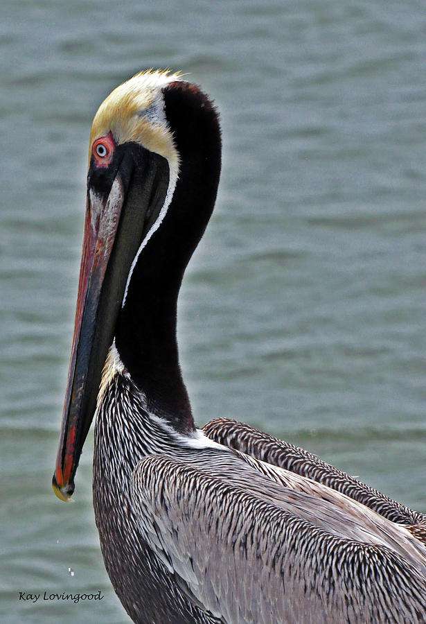 Pelican Profile Photograph by Kay Lovingood