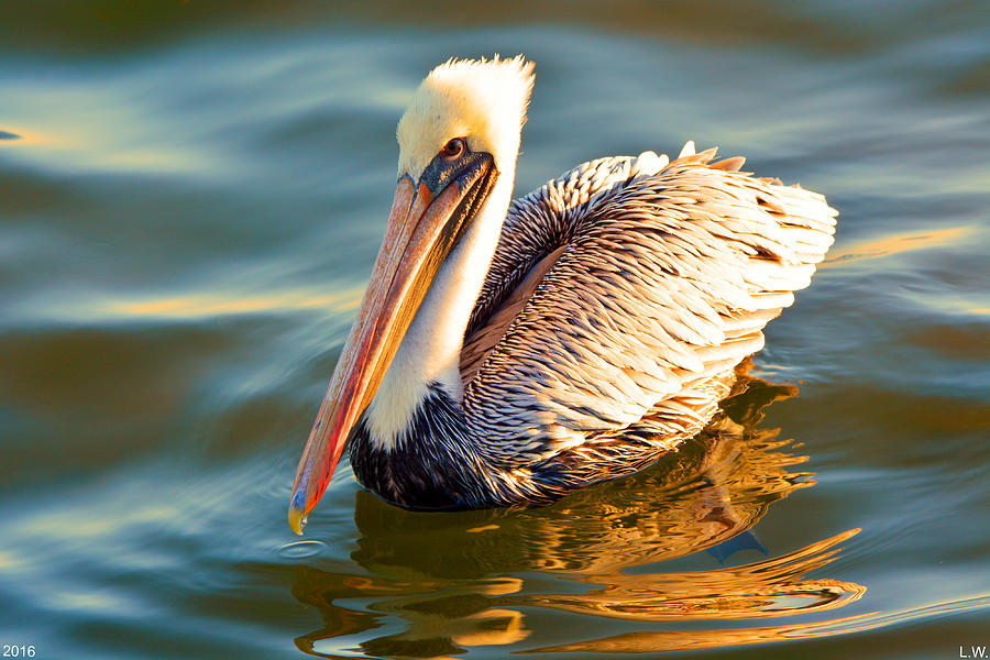 Pelican Profile  Photograph by Lisa Wooten