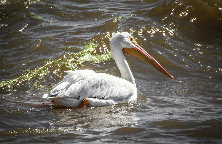 Pelican Profile Photograph by Ray Congrove