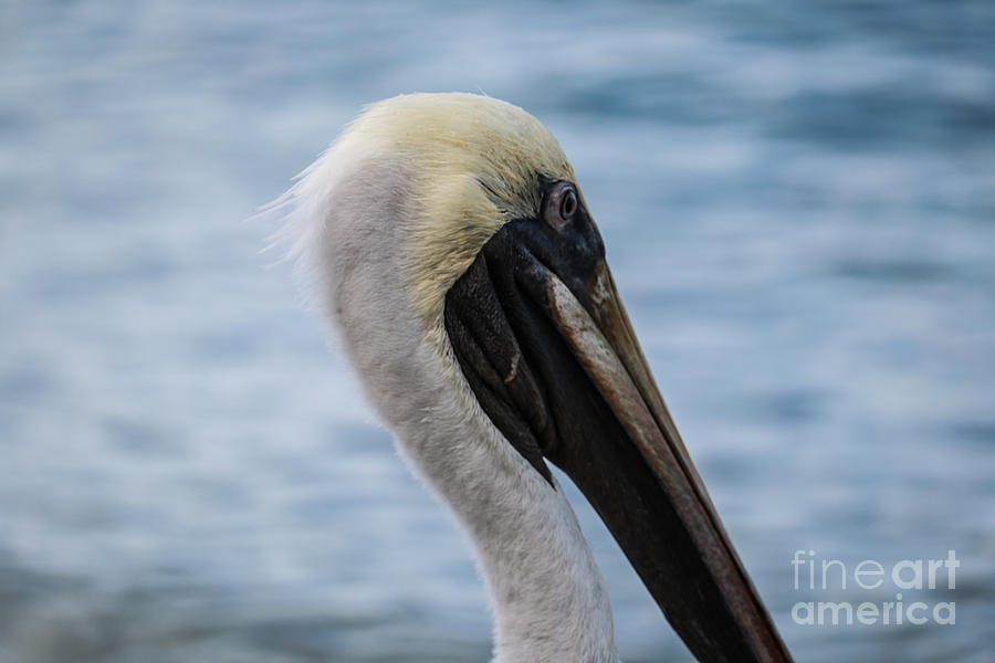 Pelican Profile Photograph by Thomas Marchessault