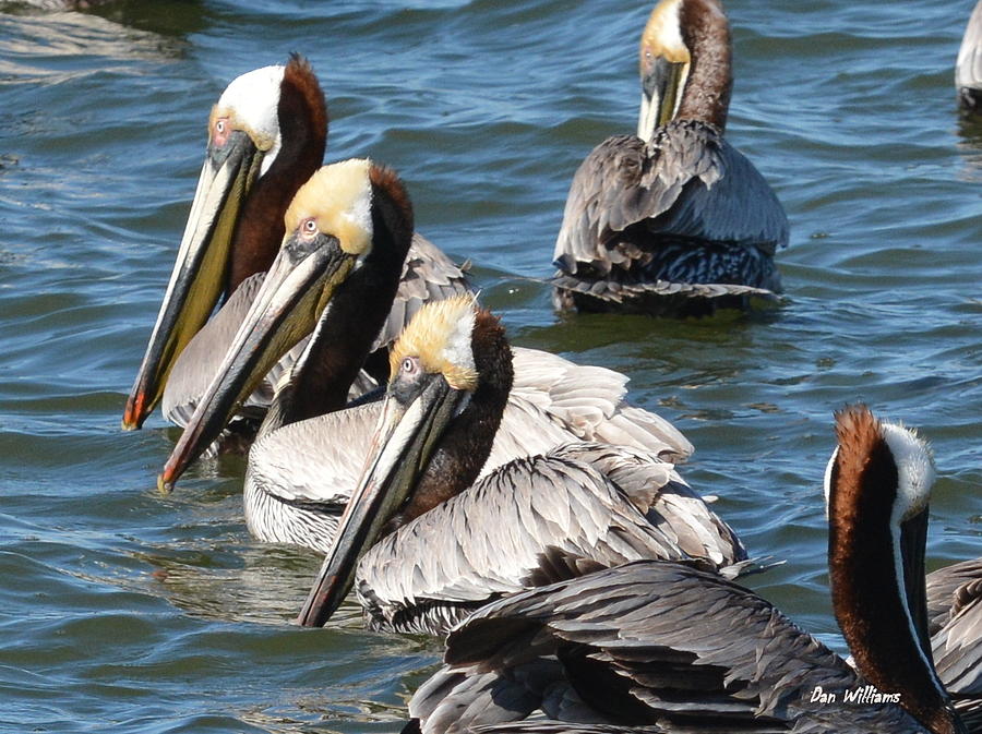 Pelican Profiles Photograph by Dan Williams Pelican Profiles Photograph by Dan Williams
